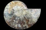 Agatized Ammonite Fossil (Half) - Agatized #91168-1